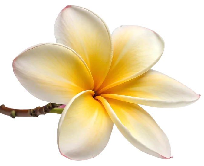 LLW-plumeria-flower-02